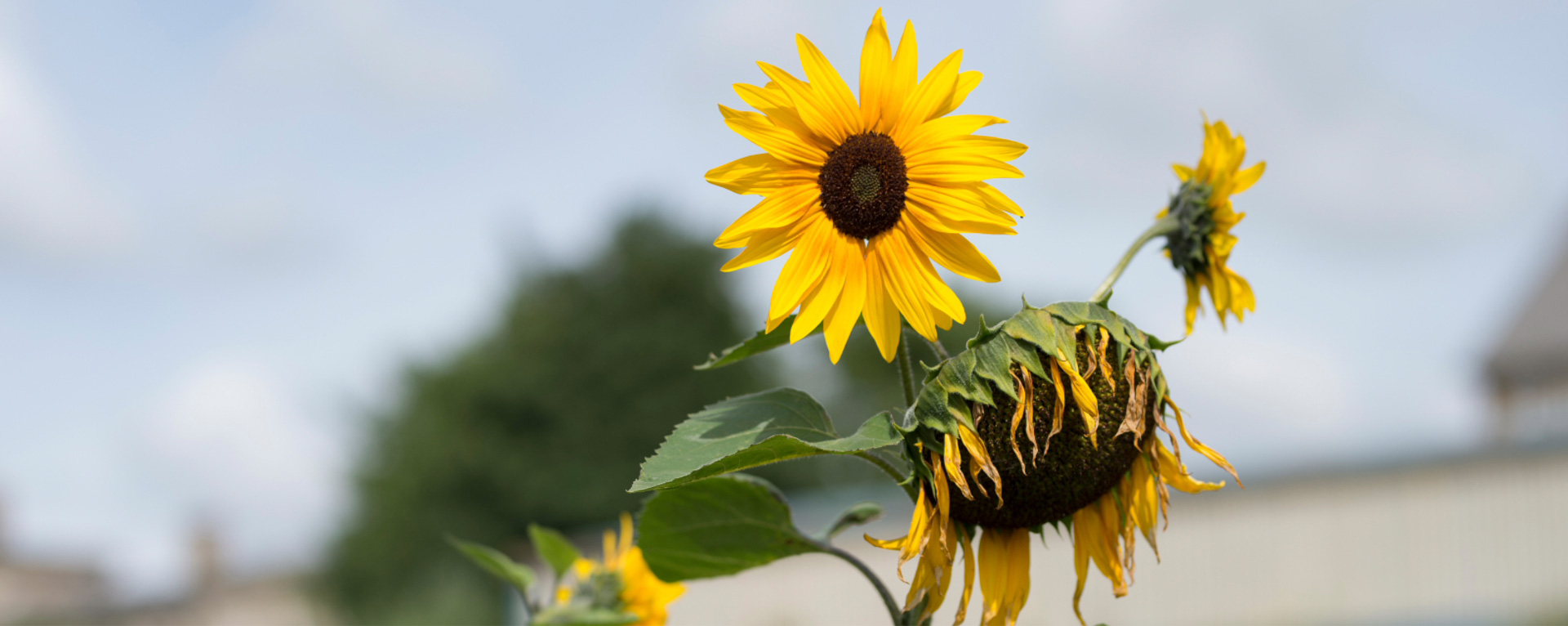 sliders_sunflower